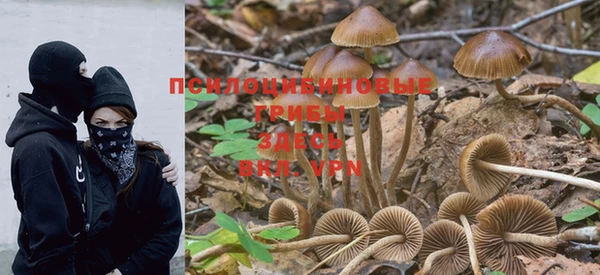 PSILOCYBIN Балахна